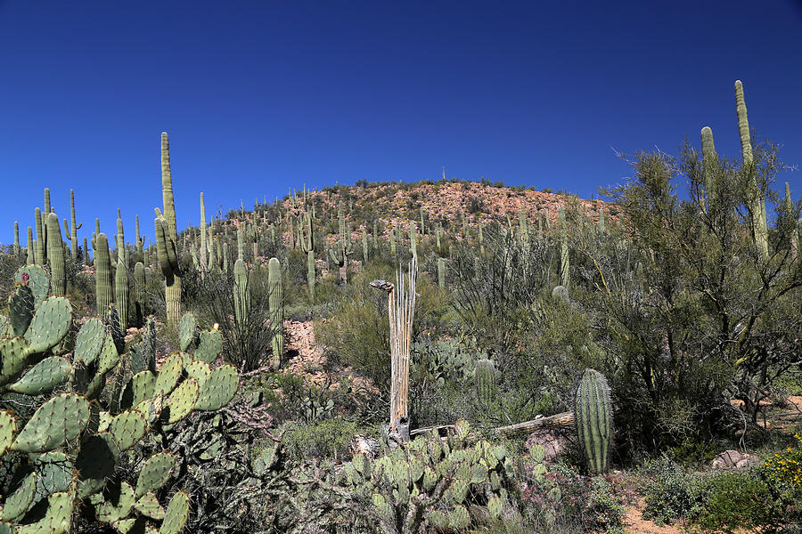 Saguaro National Park Landscape  Photograph by Mary Bedy