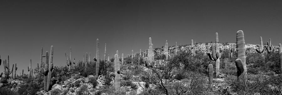 Saguaro National Park Panorama 1 BW Photograph by Mary Bedy