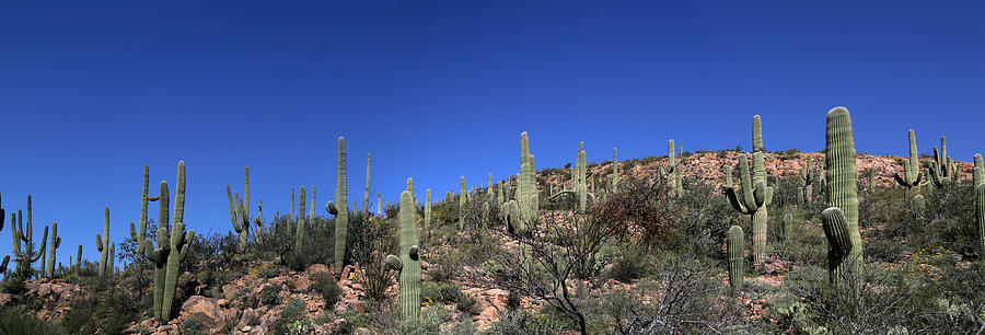 Saguaro National Park Panorama 1 Photograph by Mary Bedy