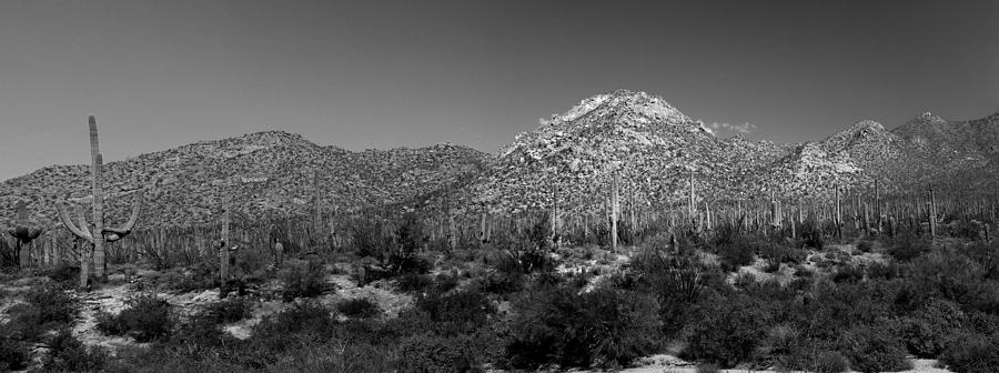 Saguaro National Park Panorama 2 BW Photograph by Mary Bedy