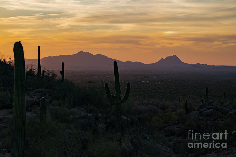 Saguaro National Park Sunset One Photograph by Bob Phillips