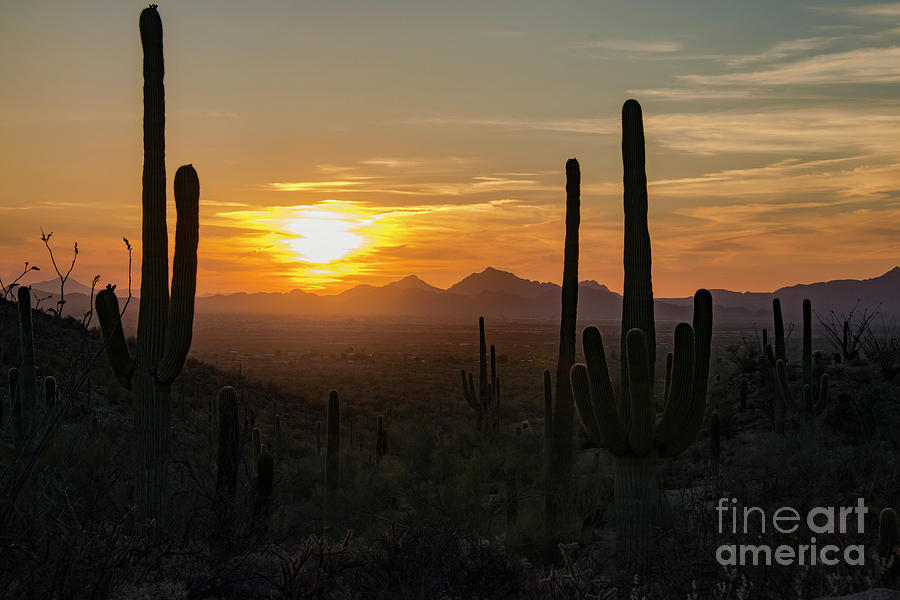 Saguaro National Park Sunset Two Photograph by Bob Phillips