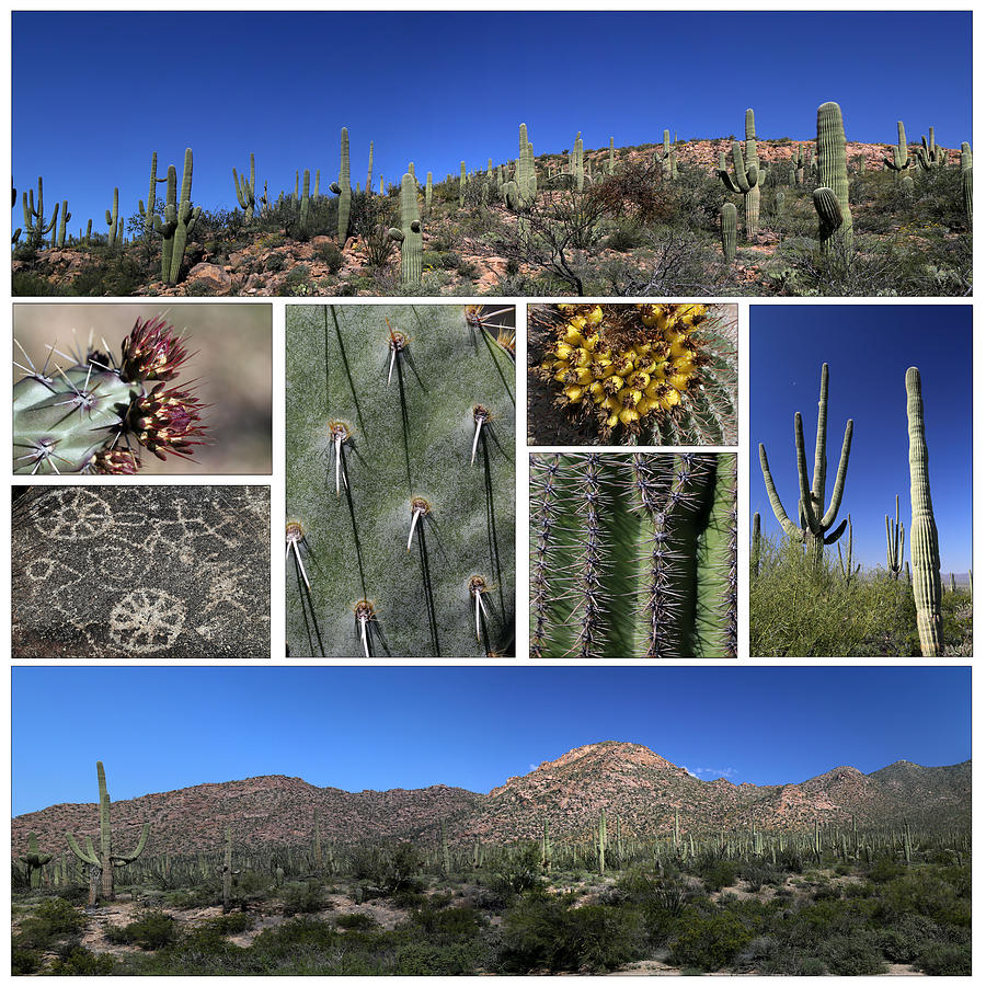 Saguaro National Park White Background Photograph by Mary Bedy