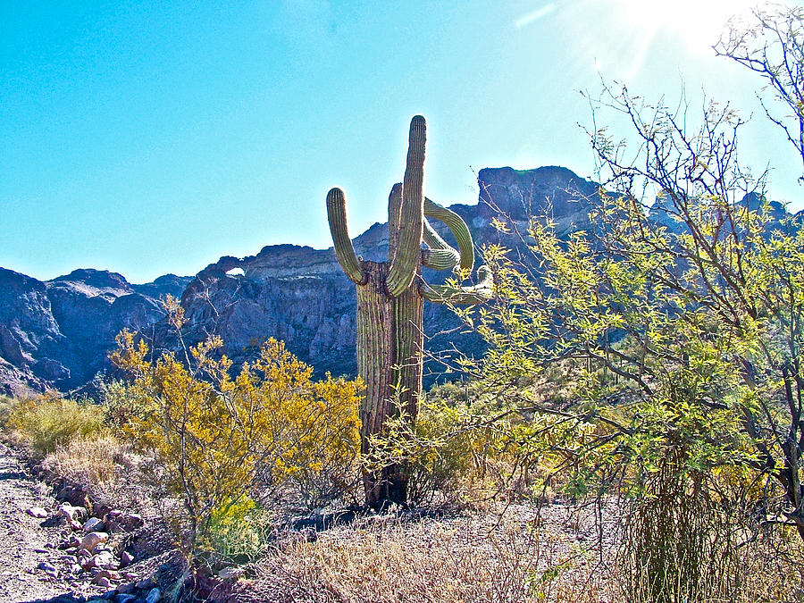 Saguaro near Arch Canyon Trail in Organ Pipe Cactus National Monument-Arizona   Photograph by Ruth Hager