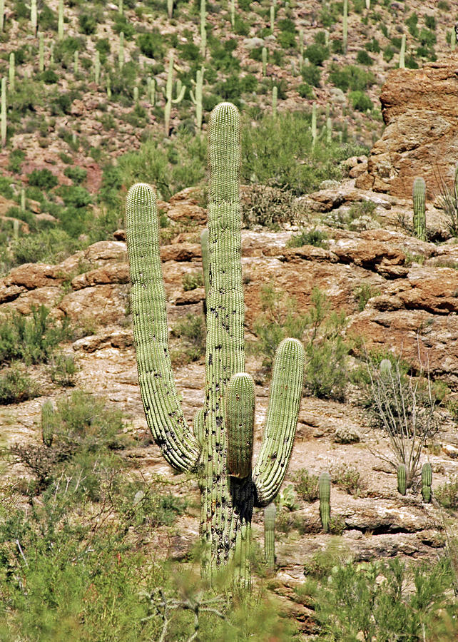 Saguaro No. 1-1 Photograph by Sandy Taylor