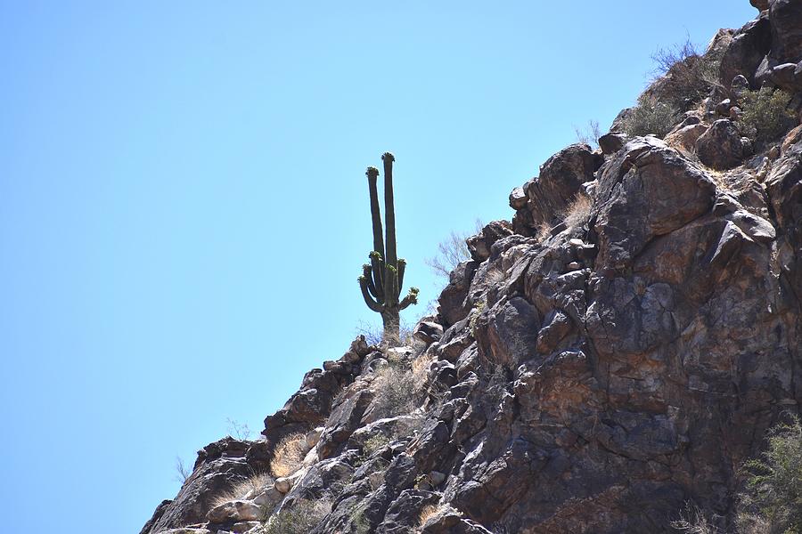 Saguaro on a Cliff 1 Photograph by Nina Kindred
