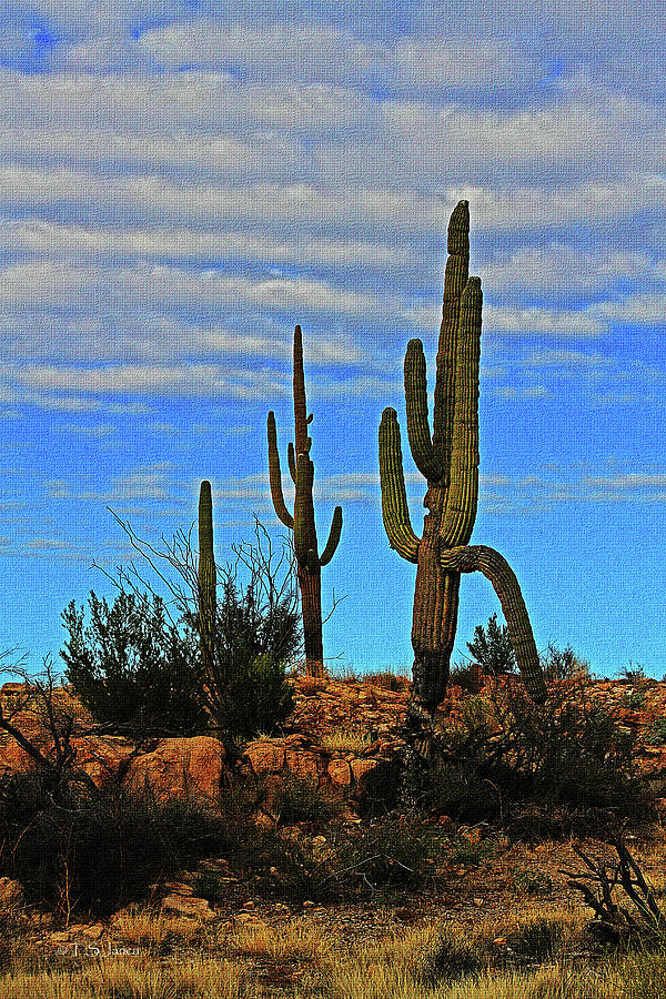 Saguaro On The Ridge Digital Art by Tom Janca