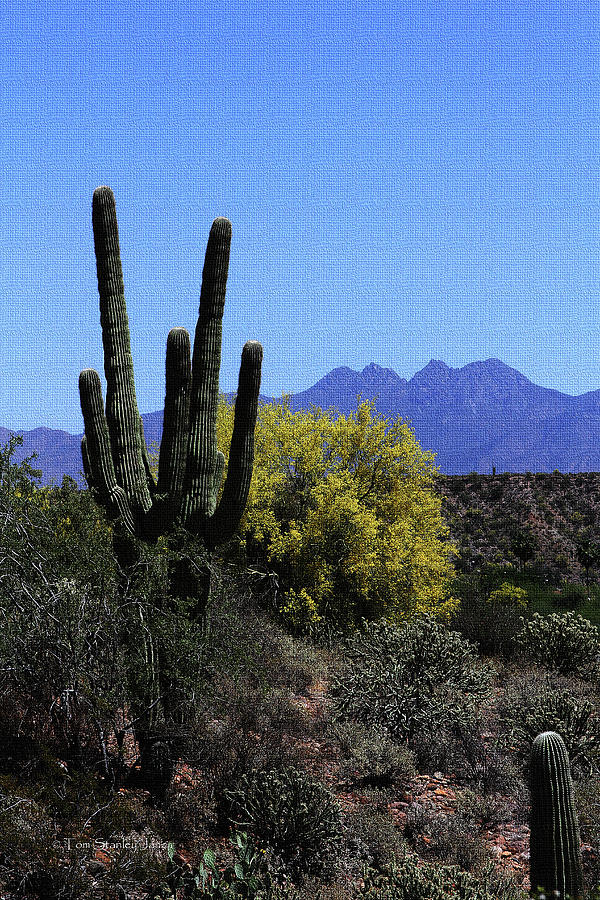 Saguaro - Palo Verde - Four Peaks Photograph by Tom Janca