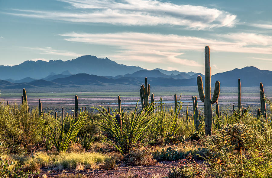 Saguaro Park Photograph by Thomas Kaestner