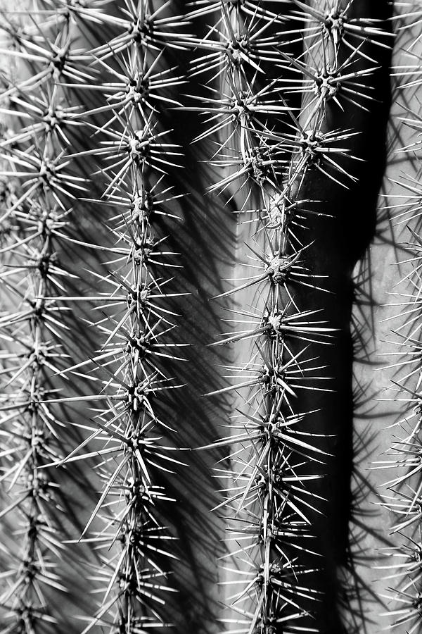 Saguaro National Park Photograph - Saguaro Portrait 2 BW by Mary Bedy