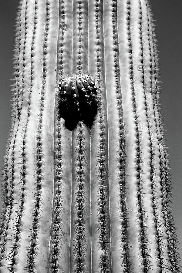 Saguaro Portrait BW Photograph by Mary Bedy