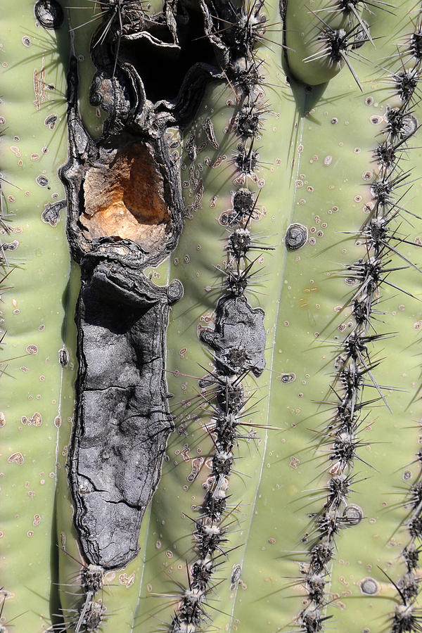 Saguaro Scar Photograph by Mary Bedy