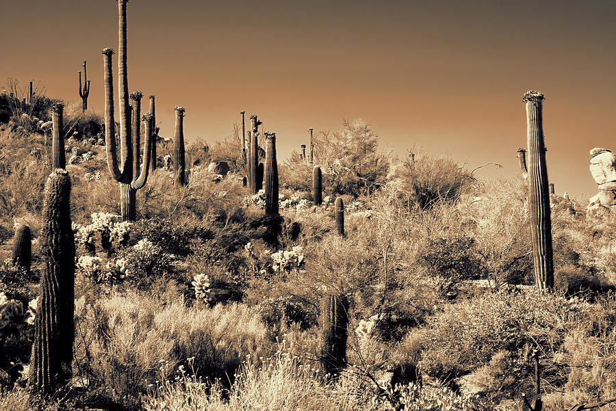 Saguaro Sea Photograph by Scott Bryan - Fine Art America