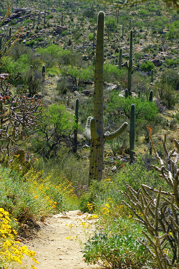 Spring Photograph - Saguaro Sentry on the Path by Teresa Stallings
