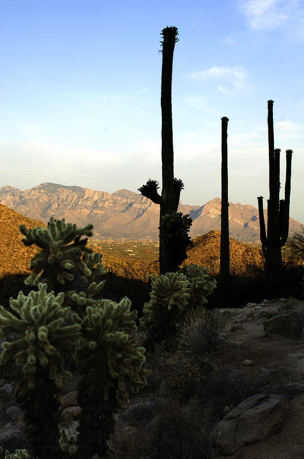 Saguaro Silhouette Photograph by Jill Reger
