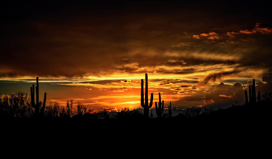 Saguaro Silhouette Sunset  Photograph by Saija Lehtonen