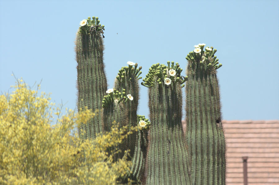 Saguaro Sisters Photograph by Marilyn Barton