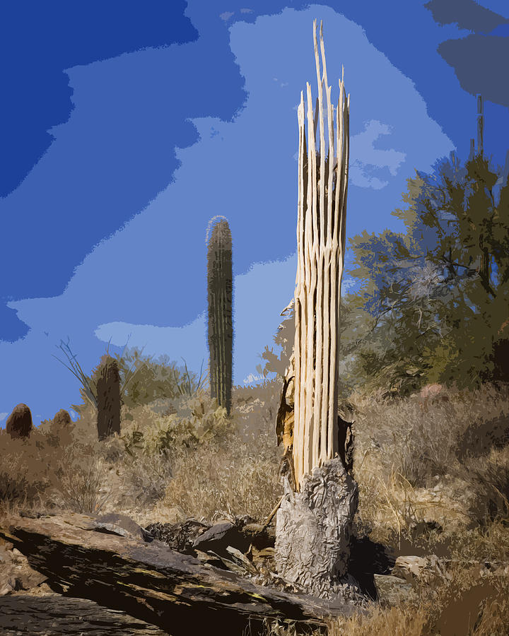 Cactus Photograph - Saguaro Skeleton by Kelley King