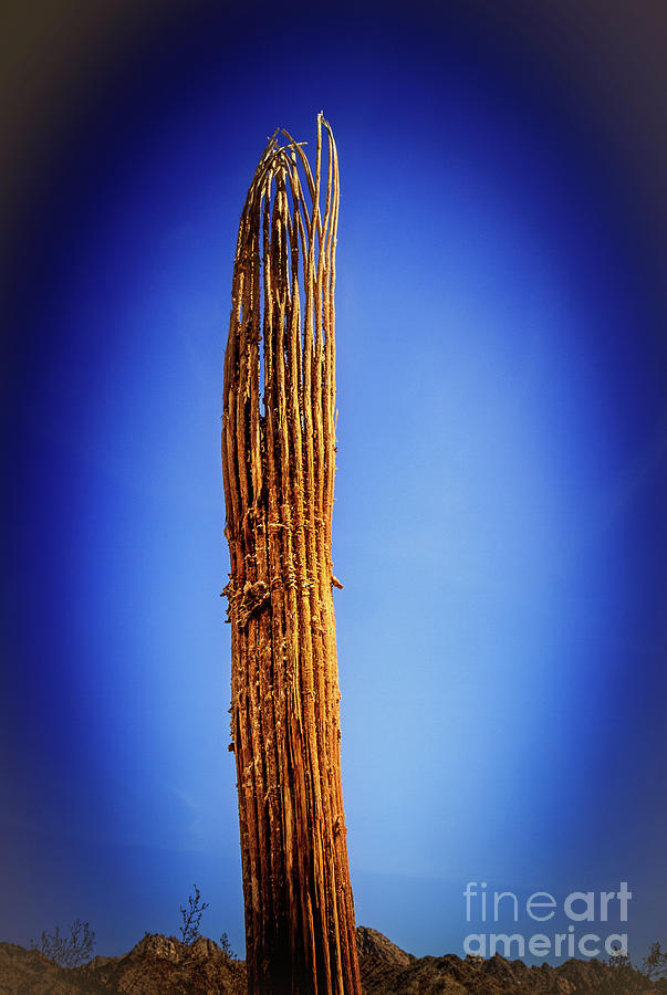 Saguaro Skelton Photograph by Robert Bales