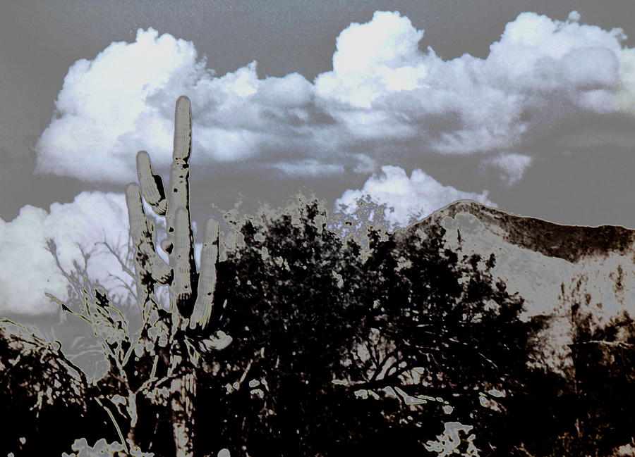 Saguaro Stand Photograph by M Diane Bonaparte