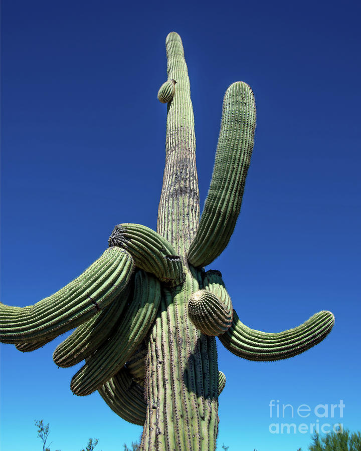 Saguaro Photograph by Stephen Whalen