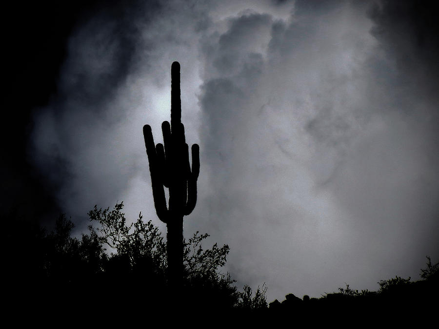 Saguaro Storm Photograph by Laurel Powell