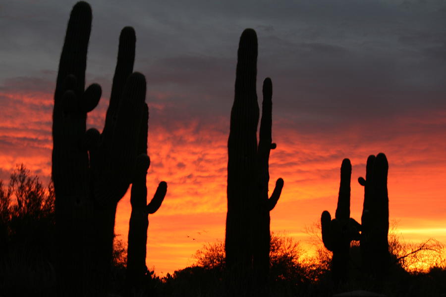 Saguaro Sunrise Photograph by Grant Washburn