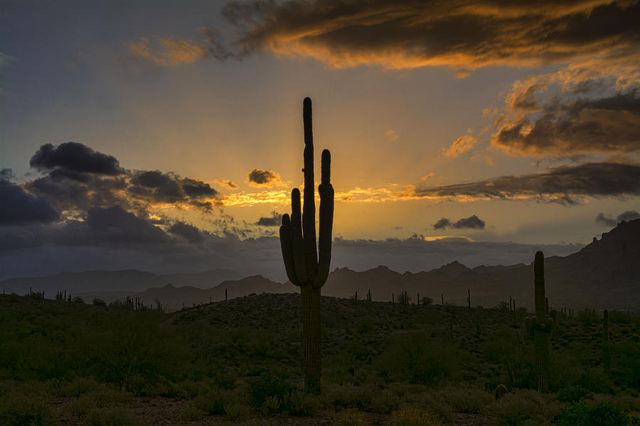 Saguaro Sunrise in the Sonoran Desert  Photograph by Saija Lehtonen