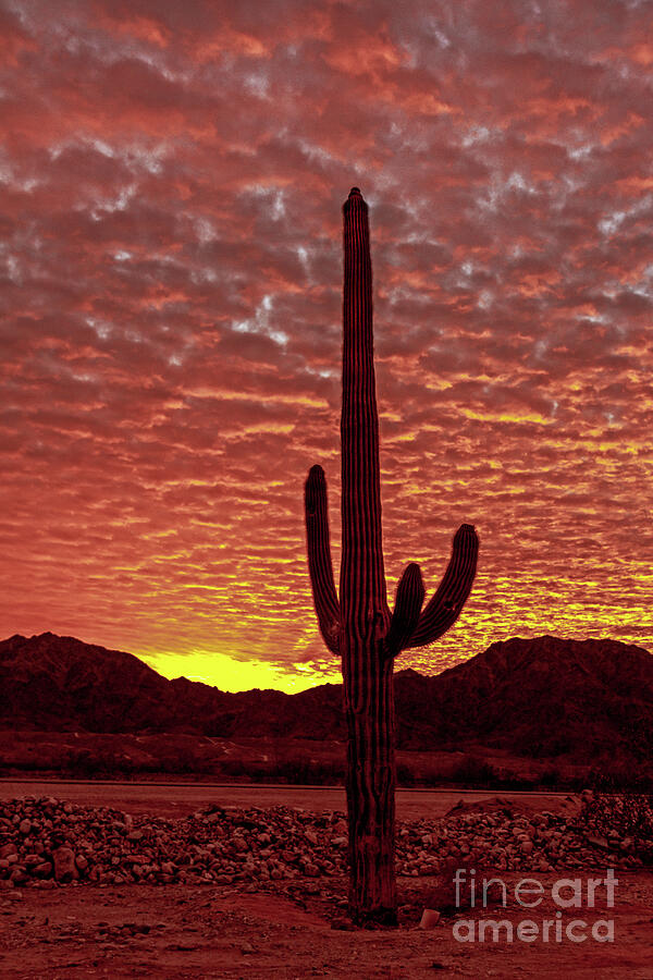 Saguaro Sunrise Photograph by Robert Bales