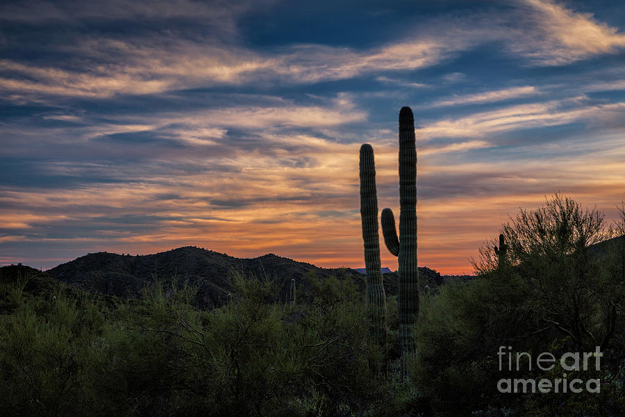 Saguaro Sunset 1 Photograph by Timothy Hacker
