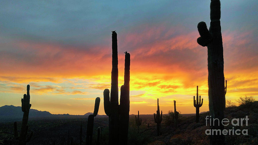 Saguaro Sunset Photograph by Anthony Citro