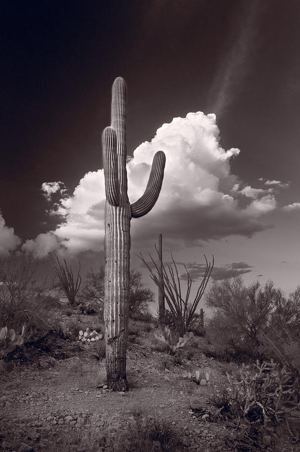 Saguaro Sunset Arizona Bw Photograph By Steve Gadomski - Fine Art America