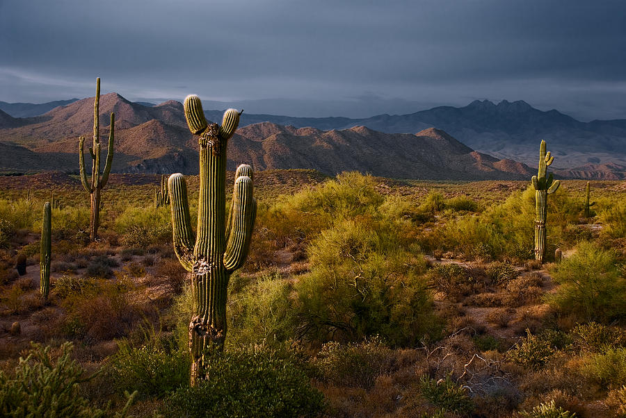Saguaro Sunset at Four Peaks Arizona Photograph by Dave Dilli