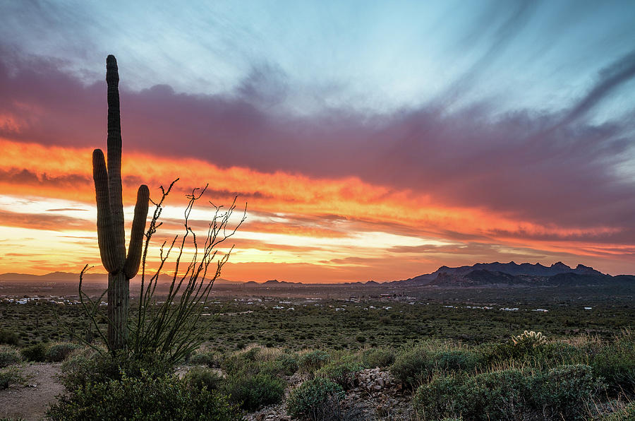 Saguaro Sunset at Lost Dutchman 2 Photograph by Greg Nyquist