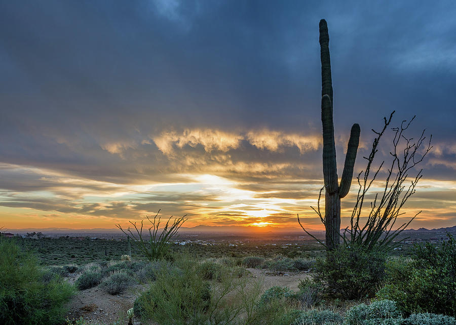 Saguaro Sunset at Lost Dutchman Photograph by Greg Nyquist