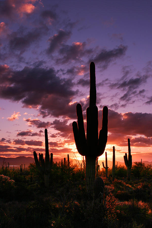Saguaro Sunset Photograph by Dan Leffel - Pixels