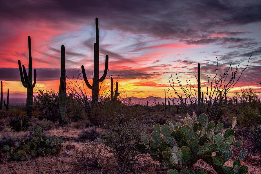 Saguaro Sunset Photograph by DLP Squared Photography - Fine Art America