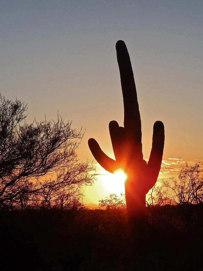 Saguaro Sunset Photograph by Don Mercer