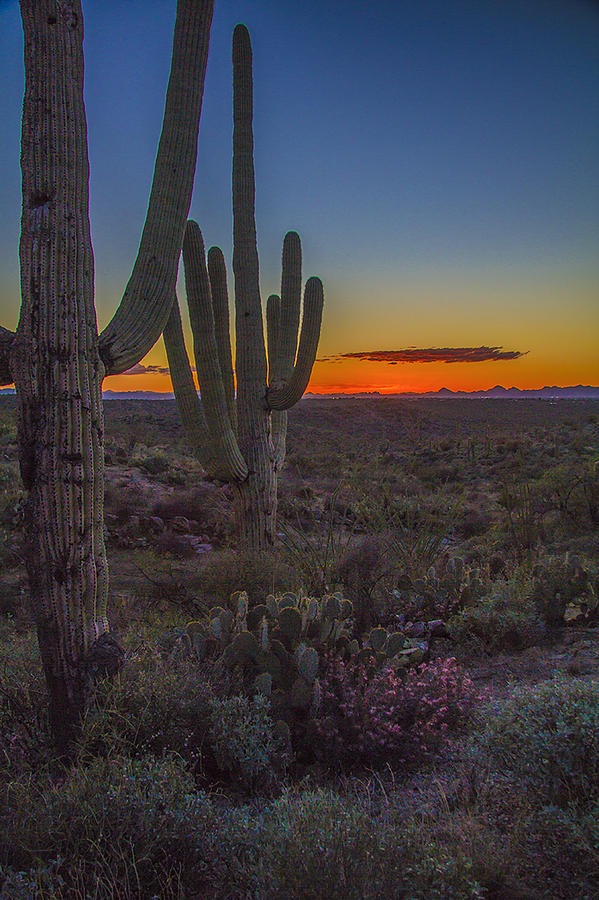 Sunset Photograph - Saguaro Sunset by Doug Scrima