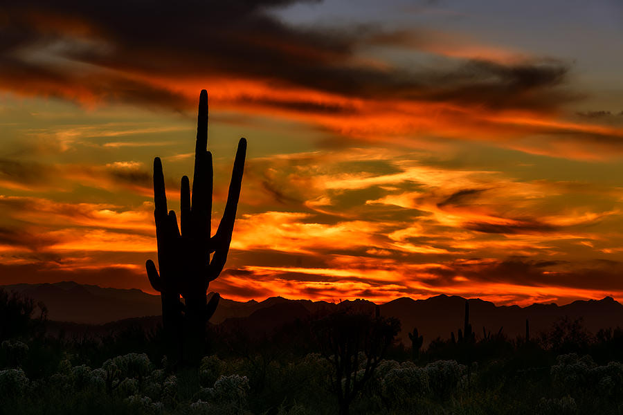Saguaro Sunset H51 Photograph by Mark Myhaver