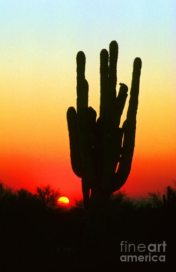 Saguaro Sunset  Photograph by James BO Insogna