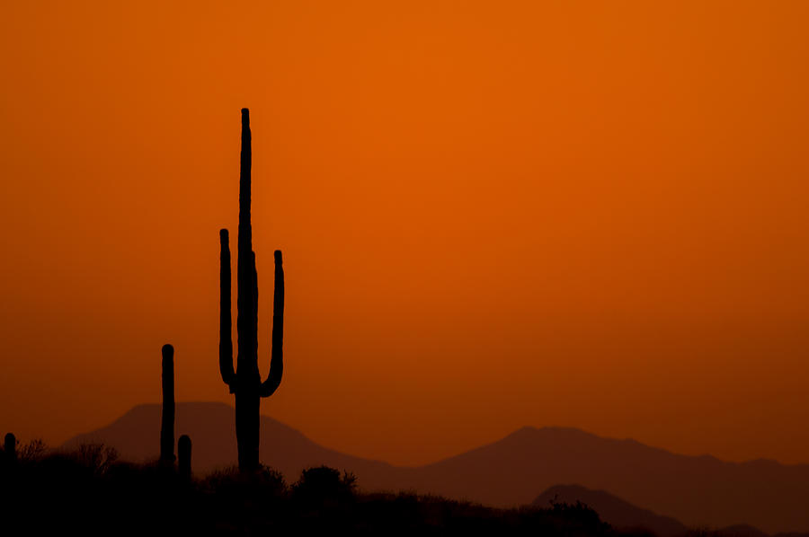 Saguaro Sunset Photograph by Jeff Phillippi