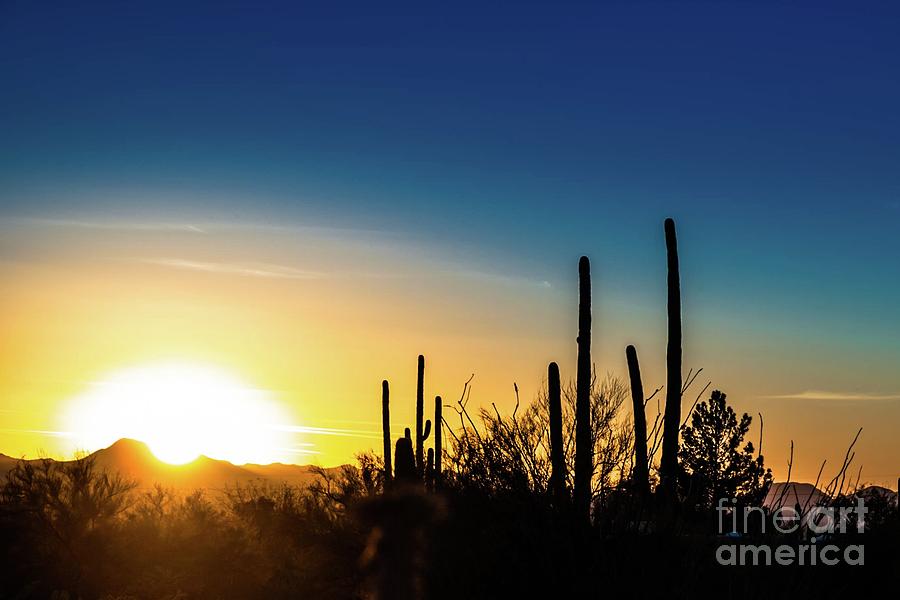 Saguaro Sunset Photograph by Jim DeLillo