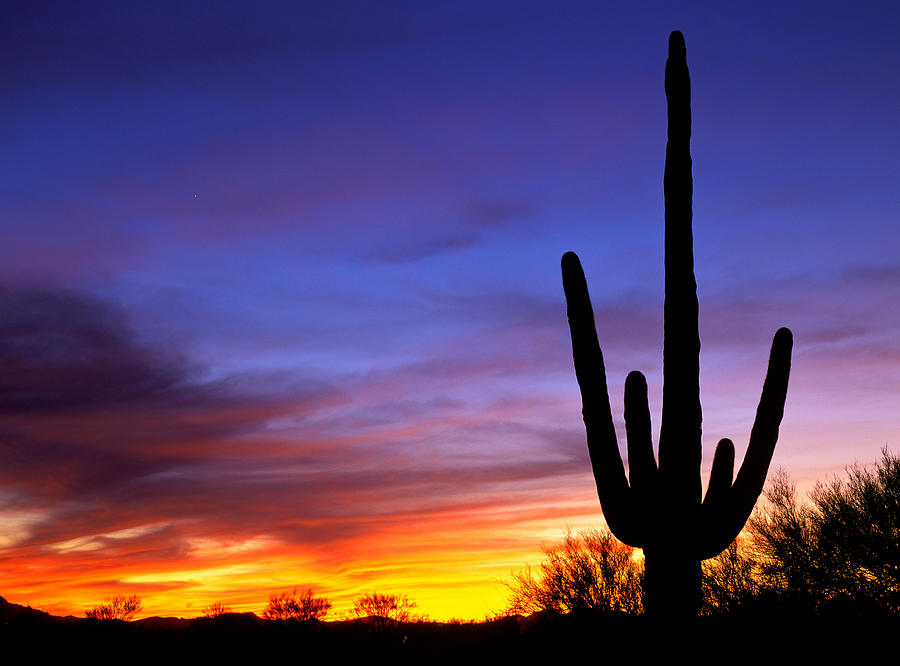 Saguaro sunset Photograph by Johan Elzenga