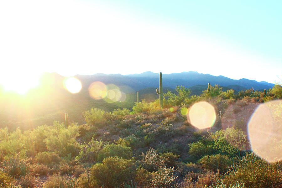 Saguaro Sunset Photograph by Jon Emery