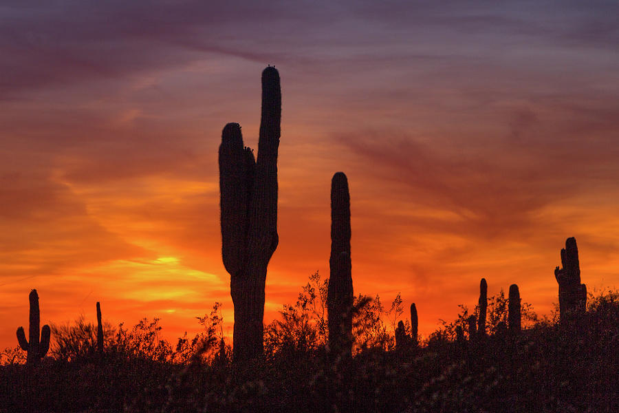 Saguaro Sunset Photograph by Judy Garrard | Fine Art America