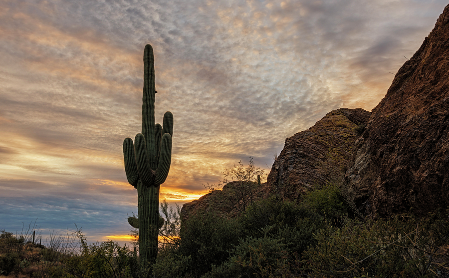Saguaro Sunset Photograph by Loree Johnson