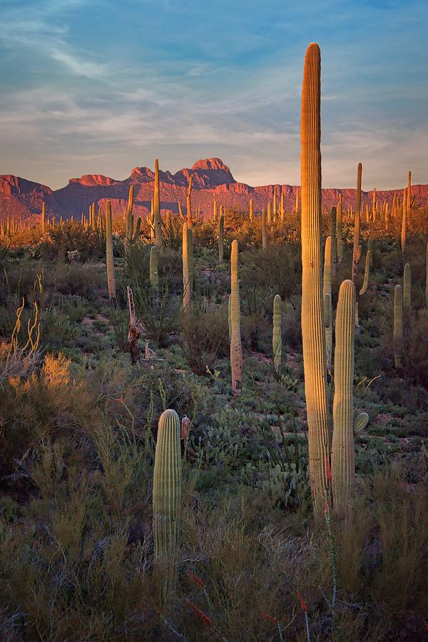 Saguaro Sunset Photograph by Nikolyn McDonald