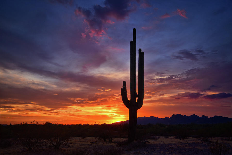 Sunset Photograph - Saguaro Sunset on the Horizon  by Saija Lehtonen