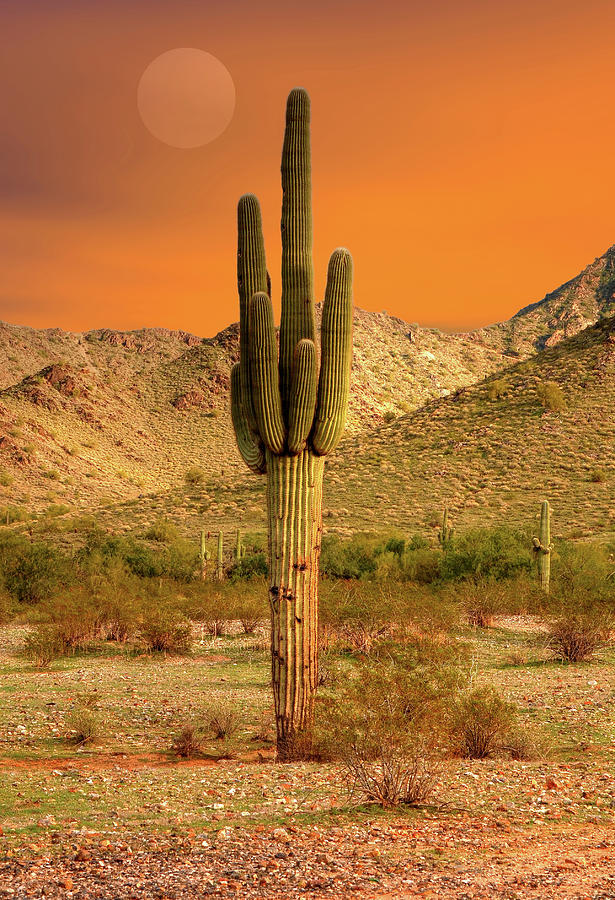 Saguaro Sunset Photograph by Paul Moore - Fine Art America